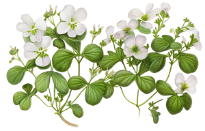 BACOPA MONNIERA BACOPIN®