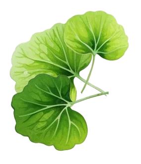 GOTU COLA CANTELLIN®