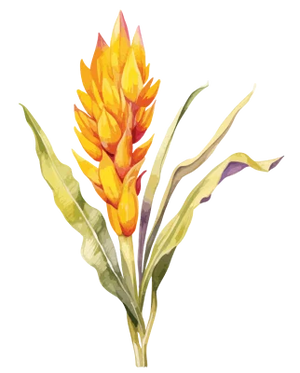 Curcumin C3 Complex®