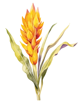 Curcumin C3 Reduct®